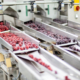 frozen raspberry processing business