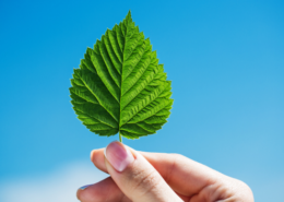 Hand holding a green with blue sky on the background