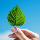 Hand holding a green with blue sky on the background