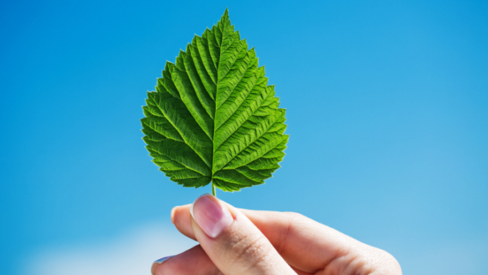 Hand holding a green leaf, with blue sky on the background